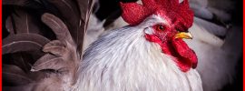 arsenic in chicken